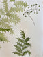 Autumn Fern